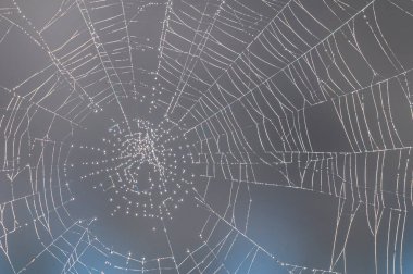 Örümcek ağını kapat, İsveç.