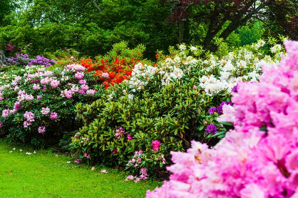 Rhododendron Flowers Garden Sweden — Stock Photo, Image