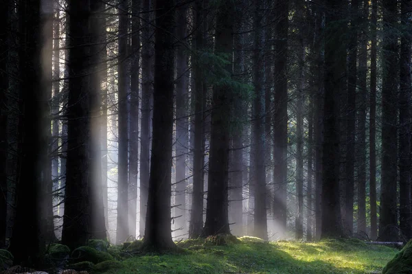 Luz Solar Sobre Los Árboles Bosque Suecia Europa —  Fotos de Stock