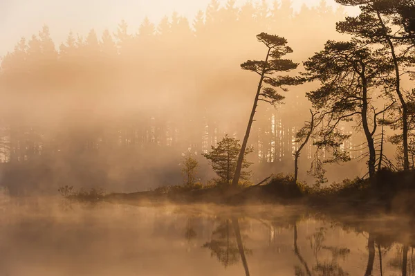 Misty Ochtend Aan Het Meer Omringd Door Bomen — Stockfoto