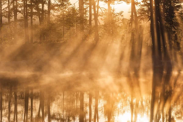 Atemberaubender Sonnenaufgang Durch Bäume Und Spiegelt Sich Stillen See — Stockfoto