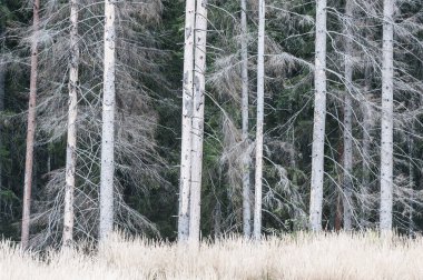 Ormanın önündeki ölü ağaçlar.