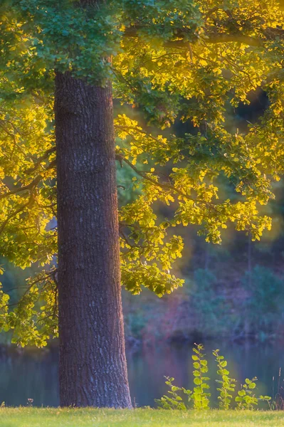 Sluneční Světlo Stromě Parku — Stock fotografie