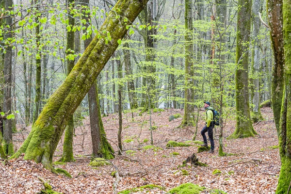 Man Med Ryggsäck Stående Bokskog — Stockfoto