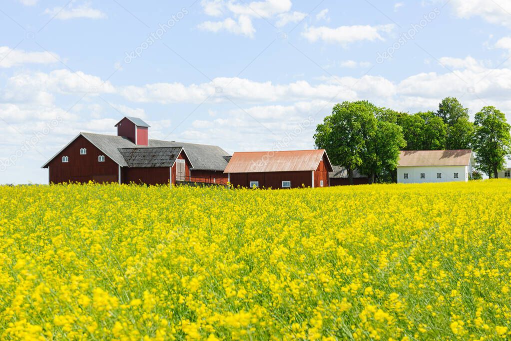 Yellow rapeseed field in front of farm