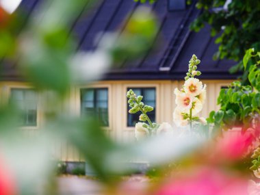 Bahçedeki güzel çiçekler