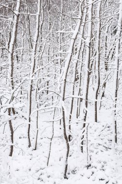 Karla kaplı ağaçlarla kaplı kış ormanı