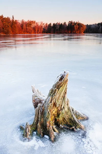 Κούτσουρο Στέκεται Στην Παγωμένη Λίμνη Την Αυγή — Φωτογραφία Αρχείου