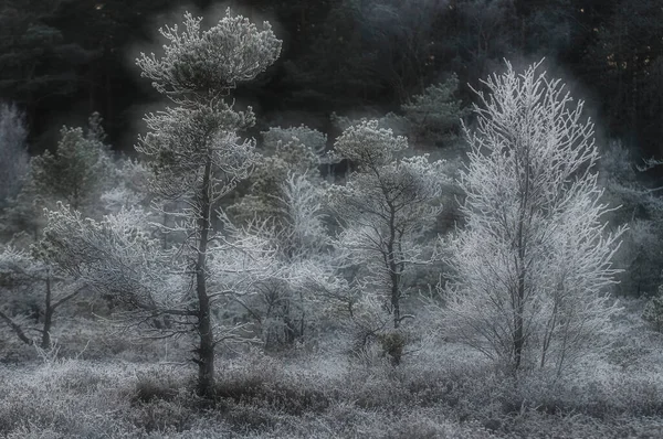 İsveç 'te ormandaki buzlu ağaçlar