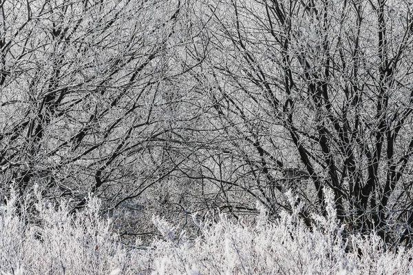 Bosco Invernale Con Neve Alberi Nel Parco Paesaggio — Foto Stock