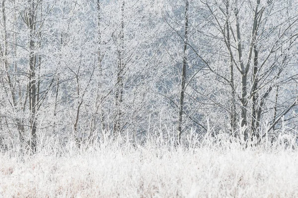 Χειμερινό Τοπίο Στο Δάσος — Φωτογραφία Αρχείου