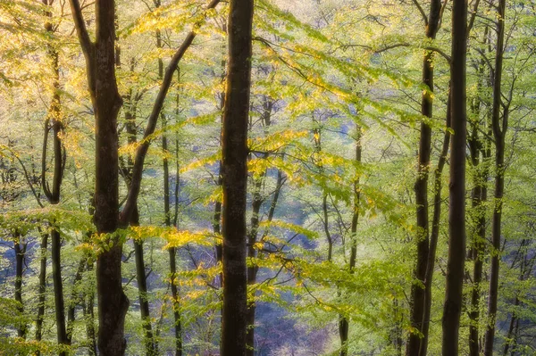 Bäume Leuchtend Grünem Wald Frühling Schweden — Stockfoto
