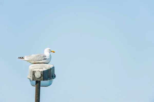 Pássaro Gaivota Mar Sentado Lâmpada Rua — Fotografia de Stock
