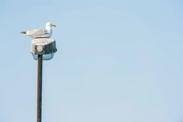 Pássaro Gaivota Mar Sentado Lâmpada Rua — Fotografia de Stock