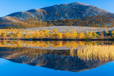 Küçük bir göldeki sonbahar ağaçlarının yansıması. Rondane Ulusal Parkı, Norveç, Avrupa