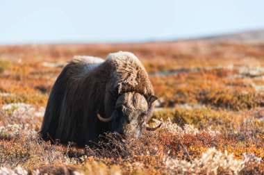 Norveç, sonbahar manzarasında duran misk öküzü hayvanları