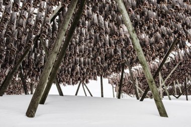 Geleneksel buğday balığı kurutma rafında dikey desende asılı duruyor, Norveç.