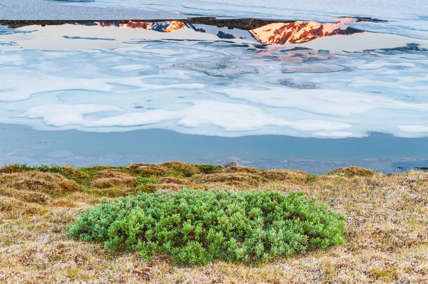 冰湖前的绿色植物 — 图库照片