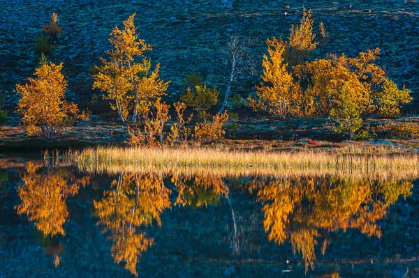 Bouleaux Reflétés Dans Lac Calme — Photo