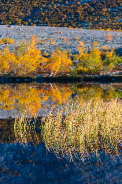 Reflejo Árboles Otoñales Pequeño Lago Parque Nacional Rondane Noruega Europa —  Fotos de Stock