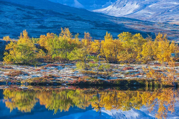 Отражение Осенних Деревьев Маленьком Озере Национальный Парк Рондане Норвегия Европа — стоковое фото
