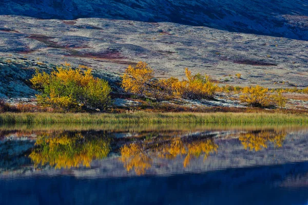 Piante Riflesse Nel Lago Parco Nazionale Rondane Norvegia Europa — Foto Stock