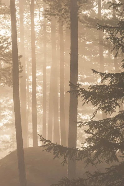 Niebla Hermoso Bosque Sueco —  Fotos de Stock