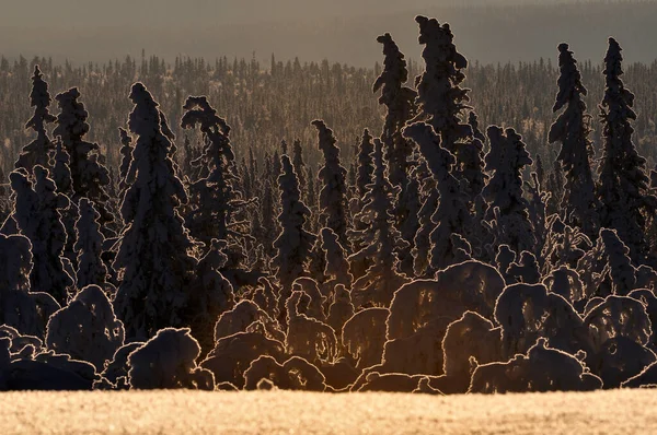 Zimní Stromy Lese Lofsdalen Harjedalen Švédsko Evropa — Stock fotografie