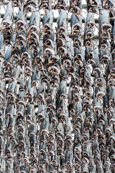 Traditional stockfish hanging in vertical pattern on drying rack, Norway.