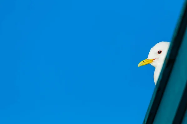 Seagull Blue Sky Norway — Stock Photo, Image