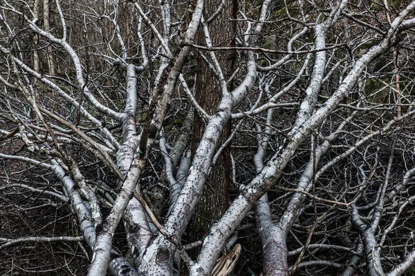 Gevallen Bomen Liggend Kruis — Stockfoto