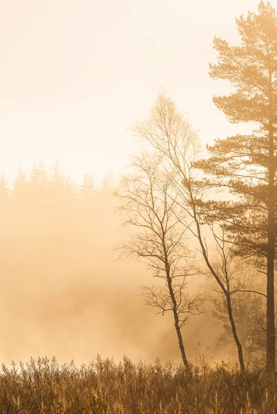 Niebla Lago Tranquilo Amanecer —  Fotos de Stock