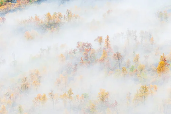 Niebla Bosque Con Colores Otoñales —  Fotos de Stock