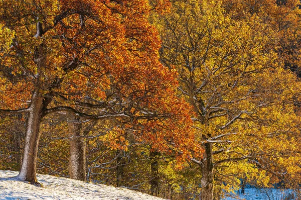 Podzimní Barvy Stromech Švédsko — Stock fotografie