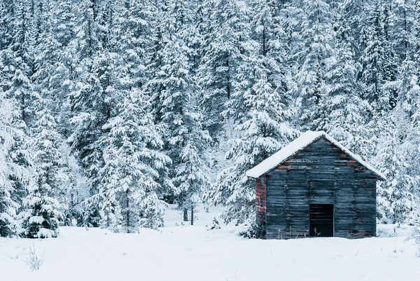 在积雪覆盖的森林前的旧木制谷仓 — 图库照片