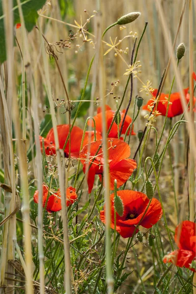 Mohnblumen