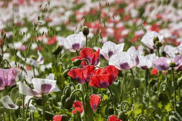 Waldviertler Graumohn