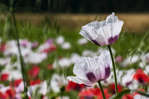 Waldviertler Graumohn