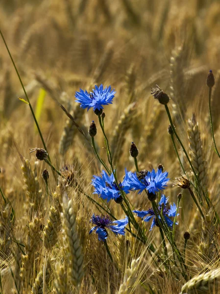 Kornblumen