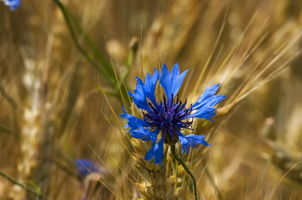 Kornblume
