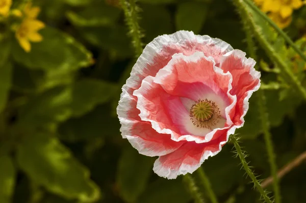 Mohnblüte