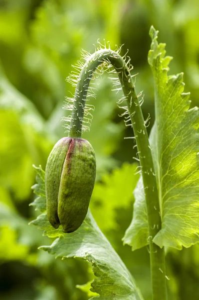 Mohnblume, Knospe