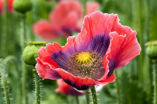 Mohnblüte