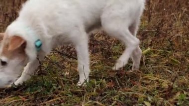 Kahverengi benekli beyaz bir av köpeği birinin izini koklamış. Tel saçlı bir hayvan sonbaharda toprak bir yolda yürüyor. Rahip Russell Terrier.