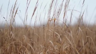 Yabani otların kuru bej rengi kulakları rüzgardan yakın planda sallanıyor. Sonbahar manzarası, bulutlu hava