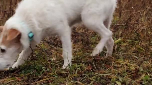 Kahverengi Benekli Beyaz Bir Köpeği Birinin Izini Koklamış Tel Saçlı — Stok video