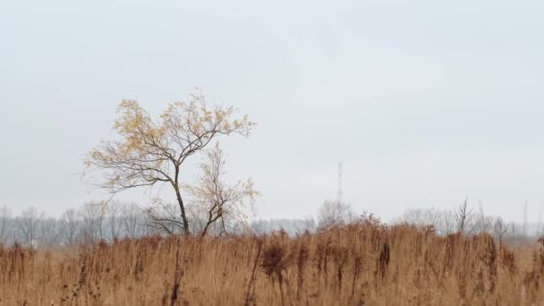 秋天的风景 一棵孤零零的树 叶子呈橙色 屹立在干枯的草地上 在风中摇曳 — 图库视频影像