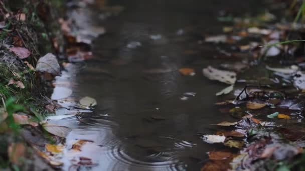 Raindrops Fall Puddle Autumn Forest Park Close Fallen Brown Leaves — Stockvideo