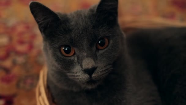 Closeup Beautiful Gray Cat Expressive Brown Eyes Selective Focus Pet — стоковое видео