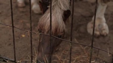 Küçük kahverengi bir at ya da midilli, parmaklıkların arkasındaki bir ağılda saman çiğniyor. Yakın plan, çatal tırnaklı bir hayvanın portresi. Açık hava, bulutlu hava